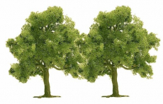 2 Obstbäume Busch N 6627