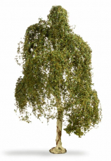 Noch 20120 H0 Hängebirke NEU