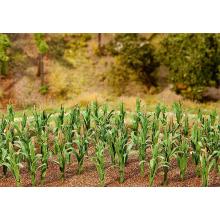 181250 36 corn plants - Faller